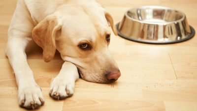 Underweight-Pet