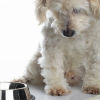 How to Know if Your Pet is Underweight