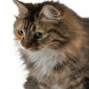 How to Help Your Underweight Pet