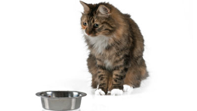 Underweight-Treatment