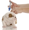 All About Vaccinating Your Dog