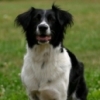 Vitamins and Supplements for Dogs and Cats