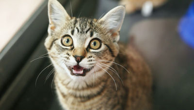 why-cats-meow