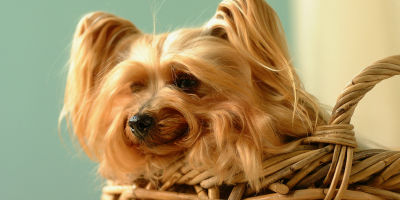 YorkieInBasket-URIHealthArticle-5Facts YorkieInBasket-URIHealthArticle-5Facts