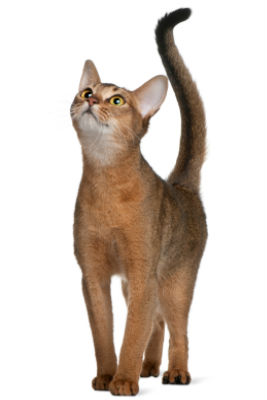 friendly-cat-breeds