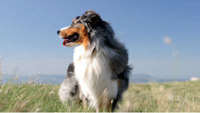active-breed