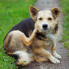 All About Fleas