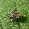 All About Ticks