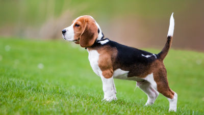 beagle-westminster-show