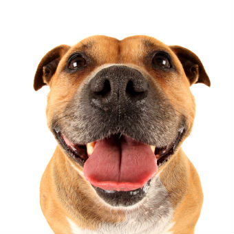 best-dog-breeds best-dog-breeds