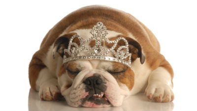 bulldog-show-dog