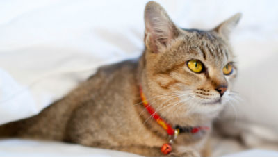 cat-after-surgery