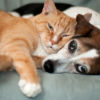 Can Cats Take Flea and Tick Medication for Dogs?