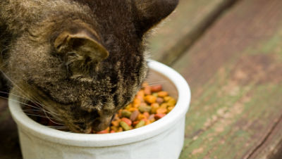 automatic-cat-feeders