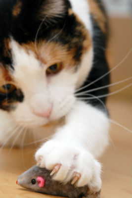 play-with-cat