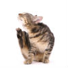 Is Cat Flea Control Necessary?