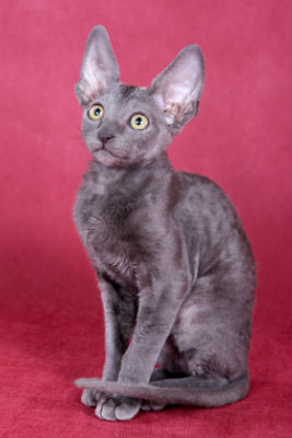 hypoallergenic-cat