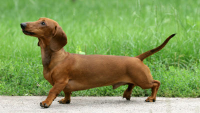 dachshund-westminster-show dachshund-westminster-show