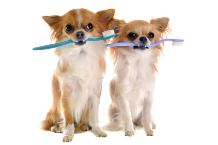 dental dental dogs