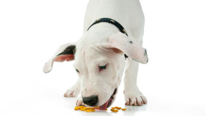 corn-in-dog-food