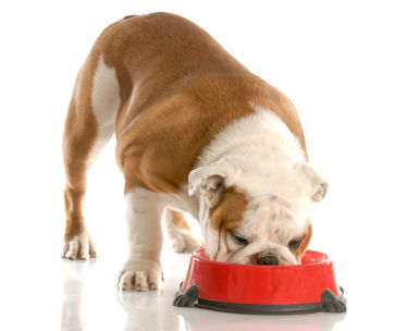fat-in-dog-food