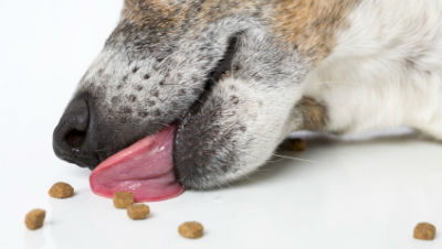 dog-food-size