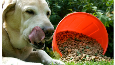 natural-dog-food