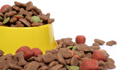 dog-food-questions