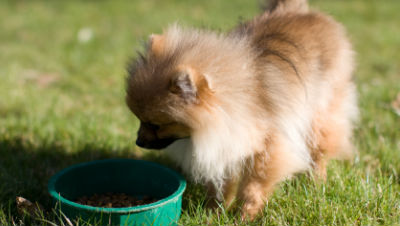 feed-dog-vegetables