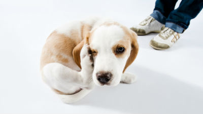 dog-has-fleas