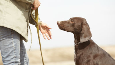 dog-obedience-training