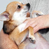 Health and Veterinary Care for Pregnant Dogs