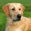 What to Know if Your Dog Is Pregnant