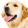Pregnant Dog Symptoms