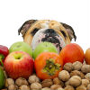 Top 5 Winter Nutrition Tips for a Healthy Dog