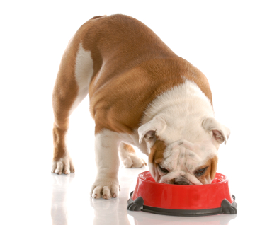 dogbowl dogbowl