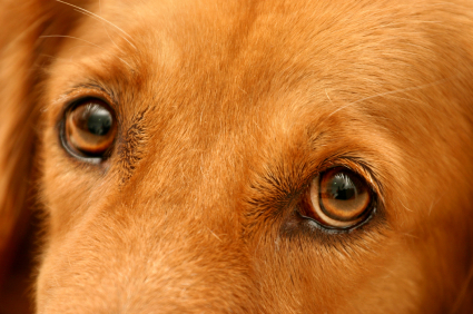 dogeye dogeye