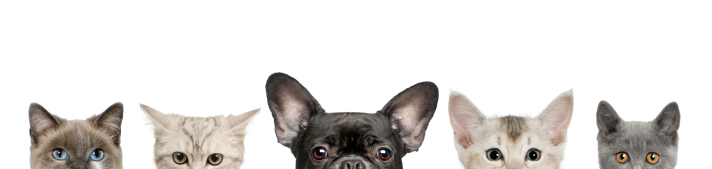 ears ears