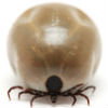 25 Startling Flea and Tick Facts