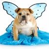 Pets and Halloween Safety