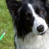 Flea and Tick Treatment