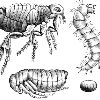 The Flea Life Cycle