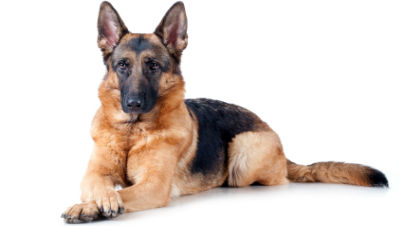 german-shepherd-show-dog