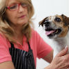 How to Find Good Dog Groomers
