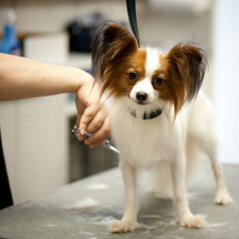 groom-small-dog