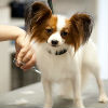 Small Dog Grooming
