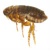 What Happens in a Home Flea Infestation