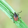 How to Stop Ticks