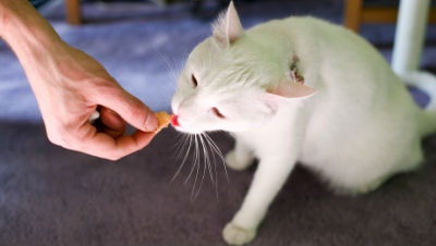 human-food-for-cats