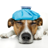 Joint Health Products for Pets with Arthritis